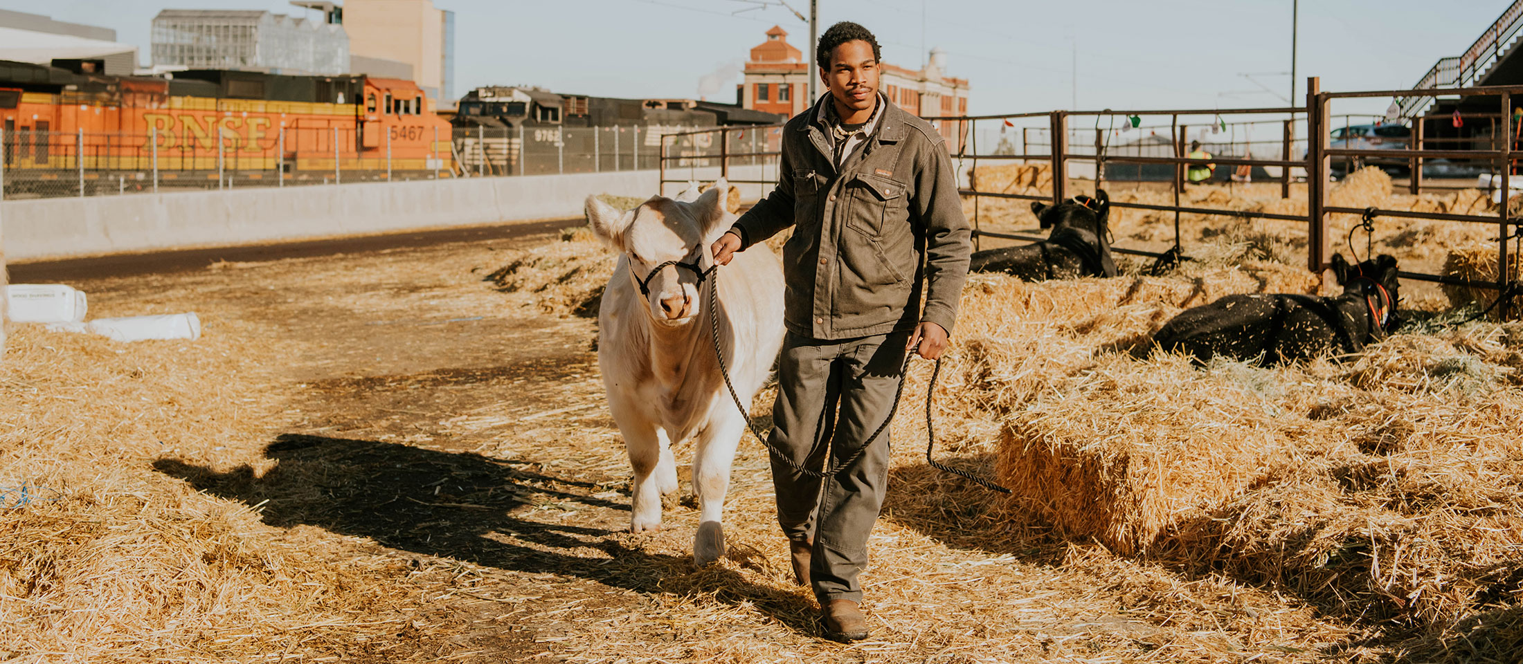 Man leads cow with a halter and lead rope at a cattle show.